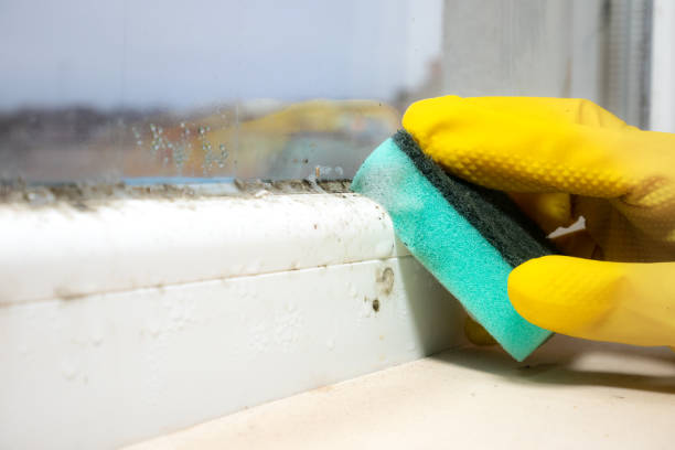 Best Toxic Mold Removal  in Church Hill, TN