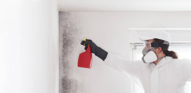 Best Mold Removal Specialists  in Church Hill, TN