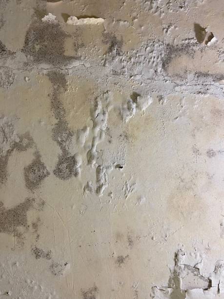 Best Black Mold Removal  in Church Hill, TN