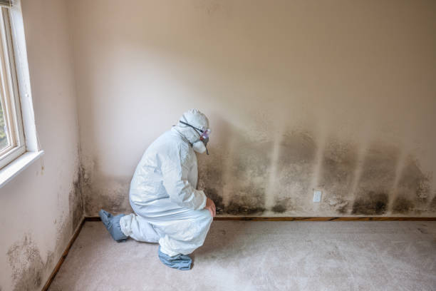 Best Residential Mold Removal  in Church Hill, TN