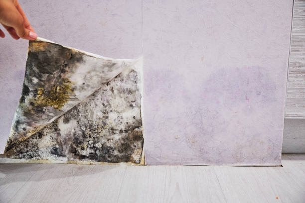 Best Mold Remediation  in Church Hill, TN